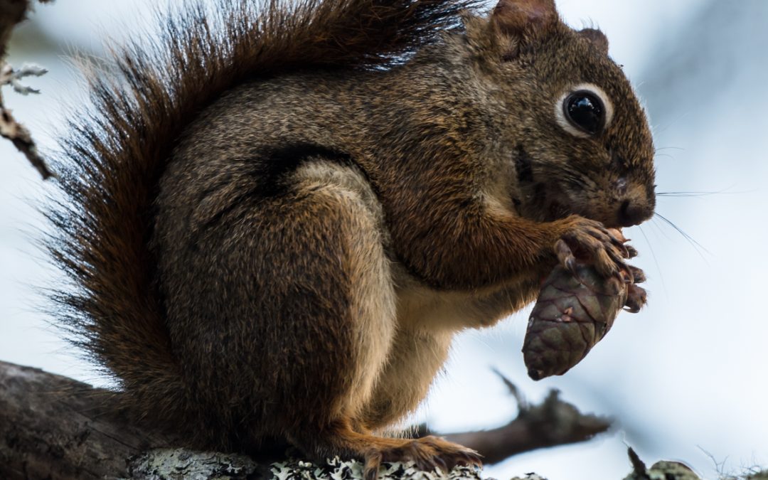 a mountain boomer or small squirrel
