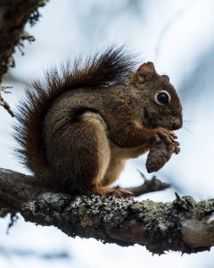 a mountain boomer or small squirrel
