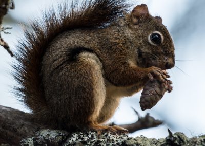 a mountain boomer or small squirrel